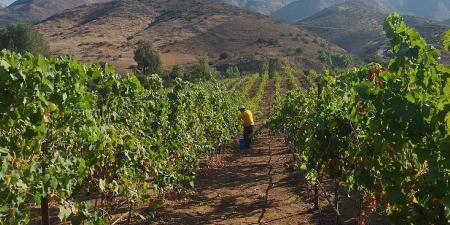 Vines