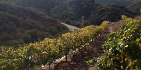 Sblendorio Winery Vines