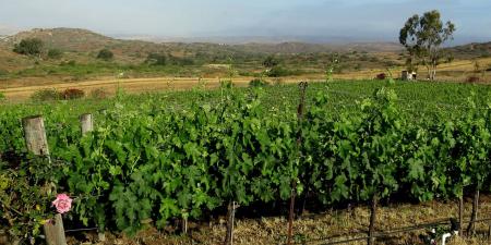Sleeping Indian Vineyard